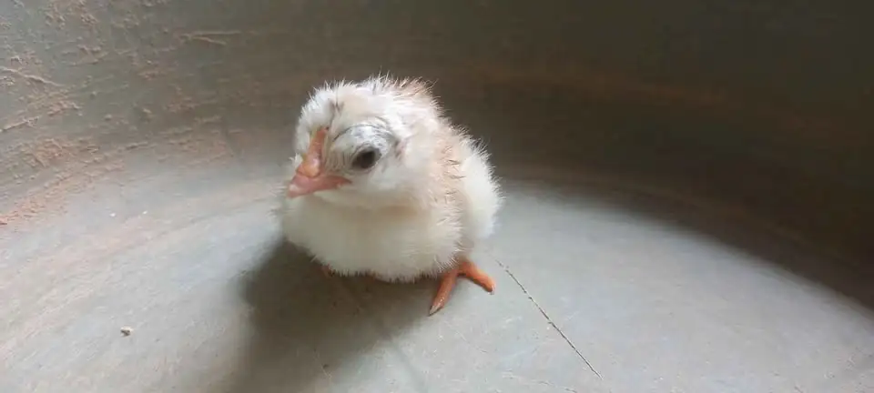 DOC ayam elba