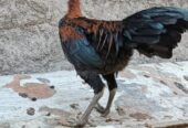 Ayam Jago
