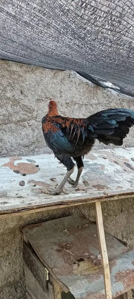 Ayam Jago