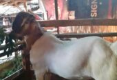 Dijual kambing jawa jantan 1.700 nego