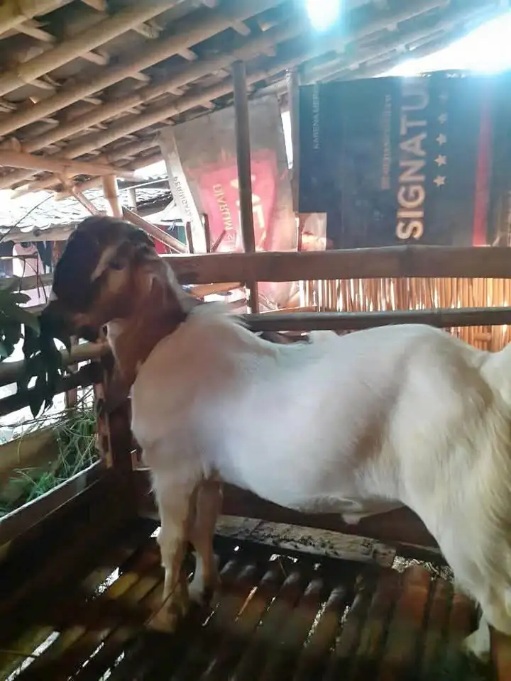 Dijual kambing jawa jantan 1.700 nego