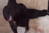 Ayam bk