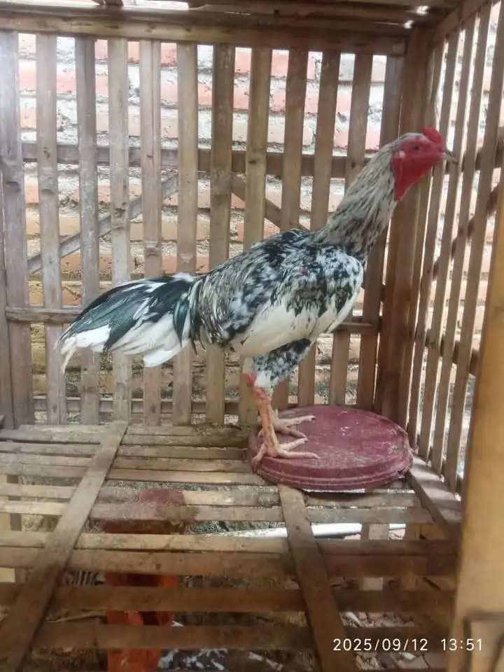 jago wido blorok