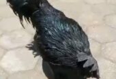 Anak Ayam Cemani