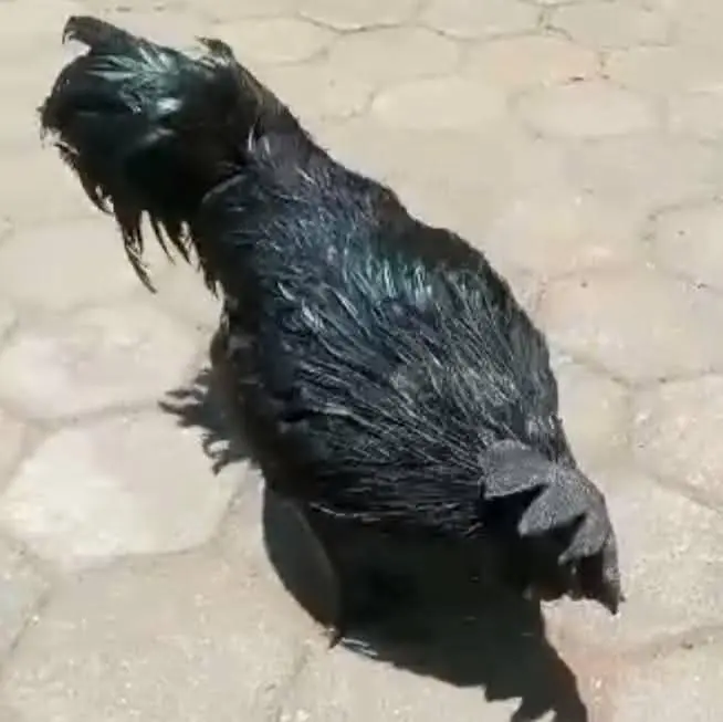 Anak Ayam Cemani
