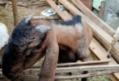 Ready Qurban Kambing jawa