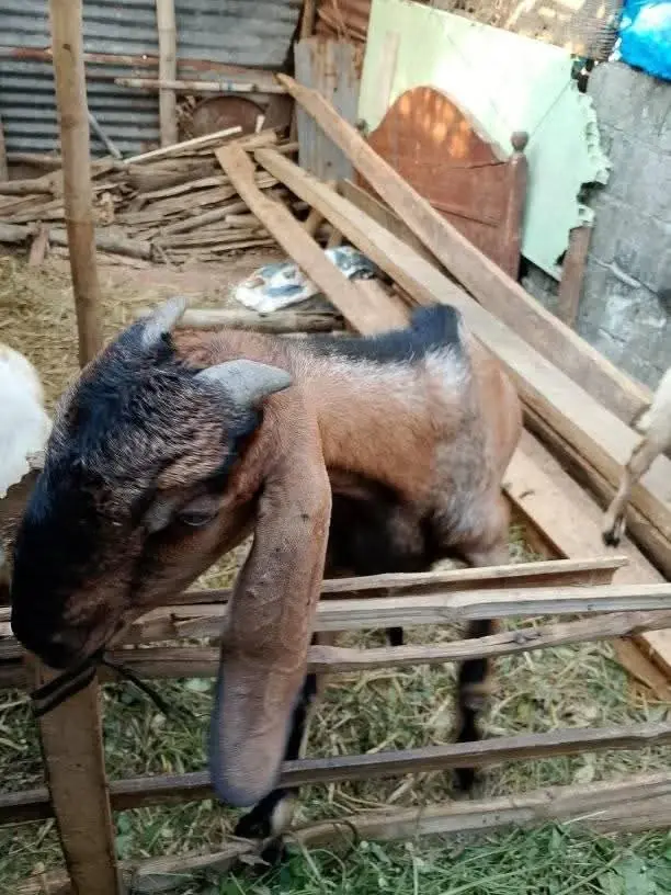 Ready Qurban Kambing jawa