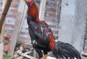 Ayam bk