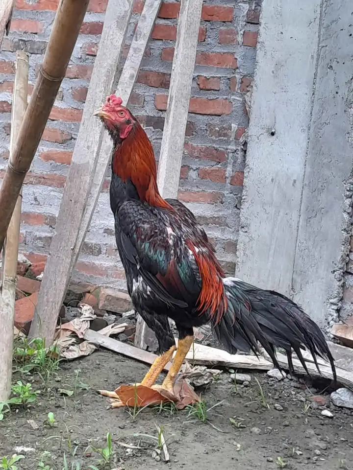 Ayam bk