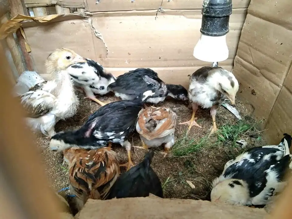 Ayam Jawa asli