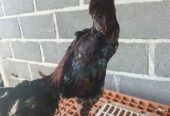 Ayam bangkok