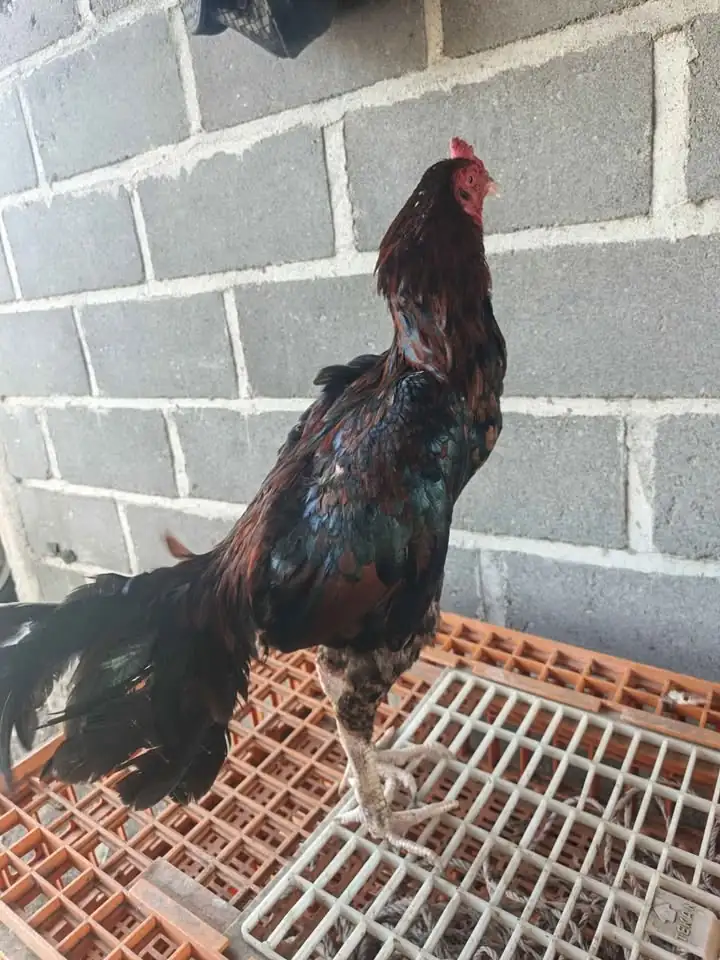 Ayam bangkok