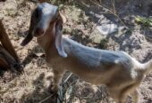 Kambing etawa+anak