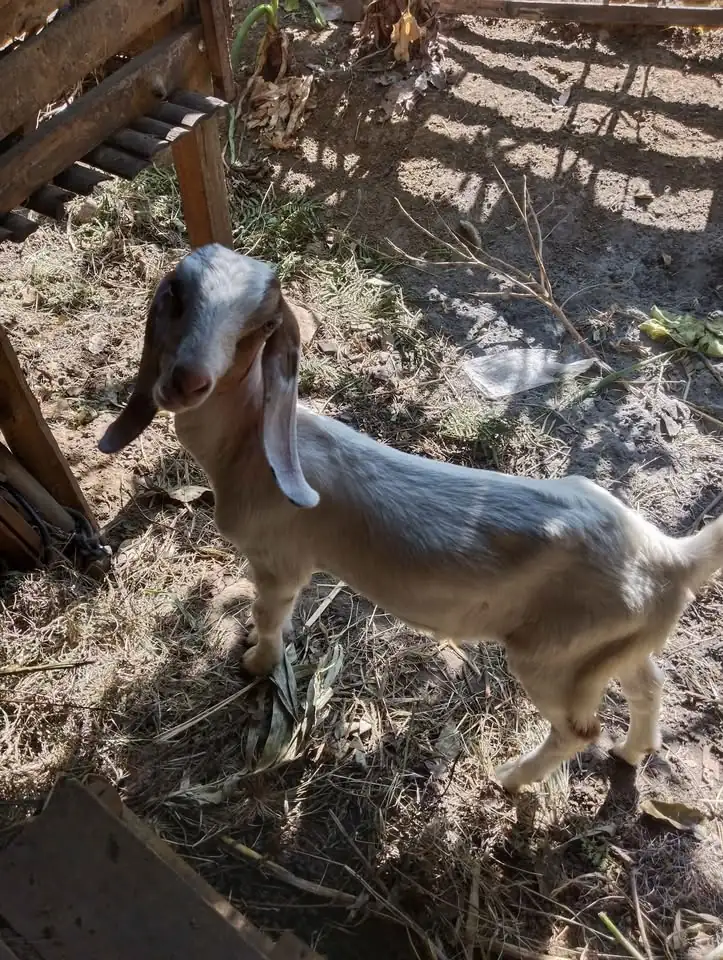 Kambing etawa+anak