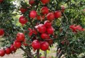 Bibit delima merah & hitam