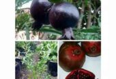 Bibit delima merah & hitam