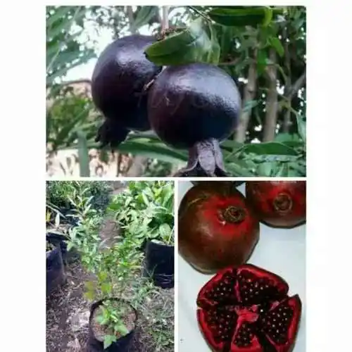 Bibit delima merah & hitam