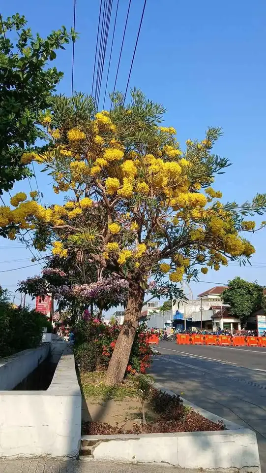 Dijual ‼️ Bibit Pohon Tabebuya dan Tanaman Hias lainya
