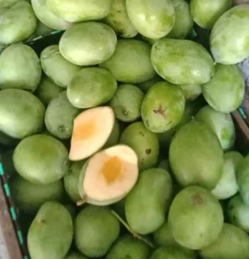 Mangga madu mengkal tua fresh