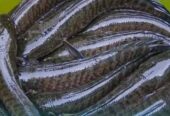 Dijual Ikan Gabus omega-3