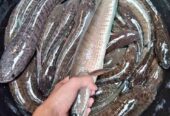 Dijual Ikan Gabus omega-3