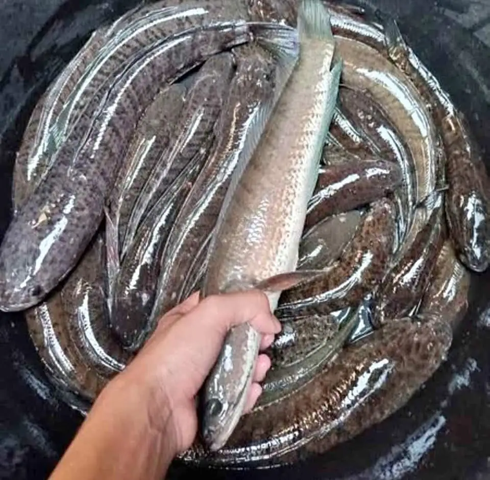 Dijual Ikan Gabus omega-3