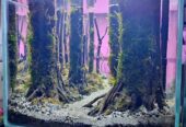 Aquascape tema hutan fullset