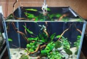 Aquascape simpel low tech
