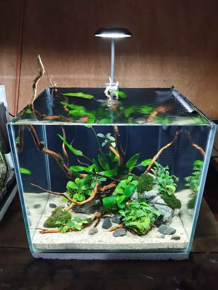 Aquascape simpel low tech