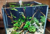Aquascape simpel low tech