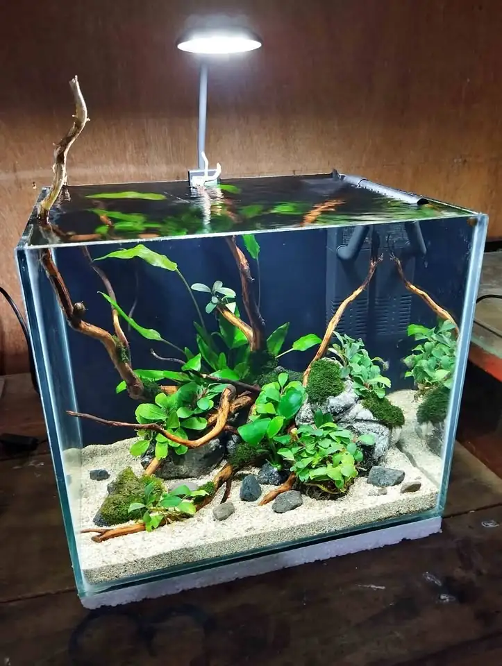 Aquascape simpel low tech