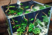 Aquascape simpel low tech