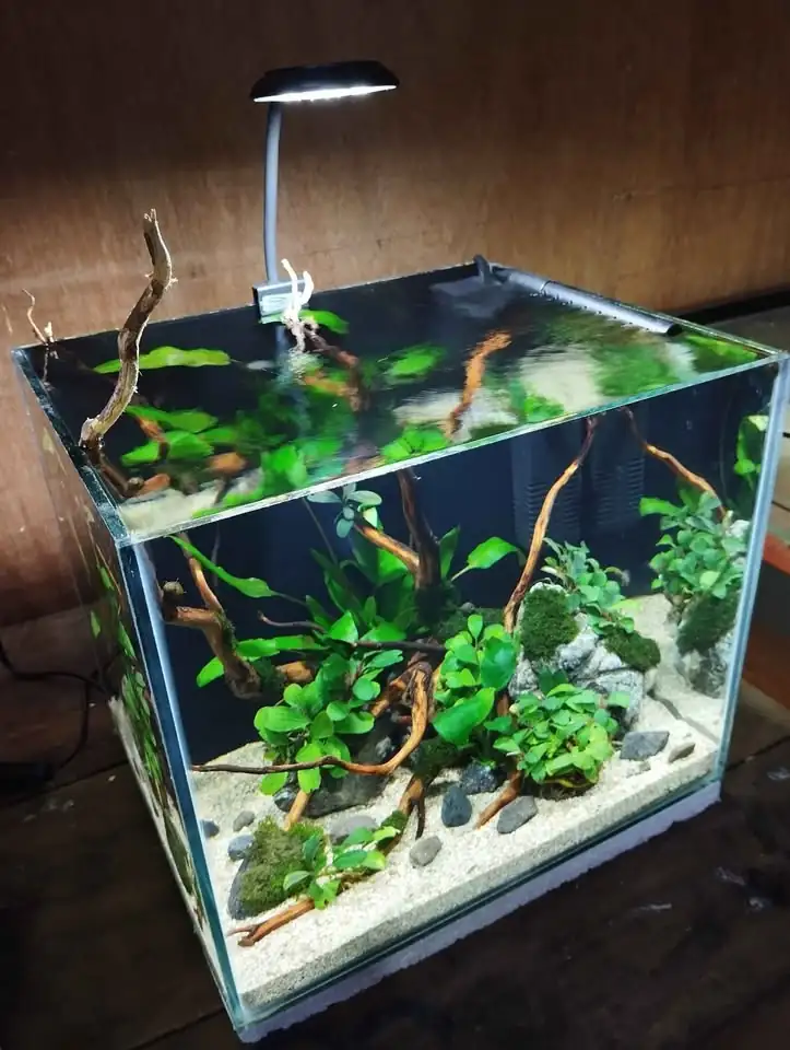 Aquascape simpel low tech