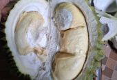 Durian lokal