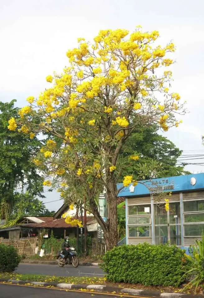 Dijual ‼️ Bibit Pohon Tabebuya dan Tanaman Hias lainya