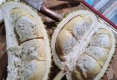 Durian lokal