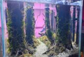 Aquascape tema hutan fullset