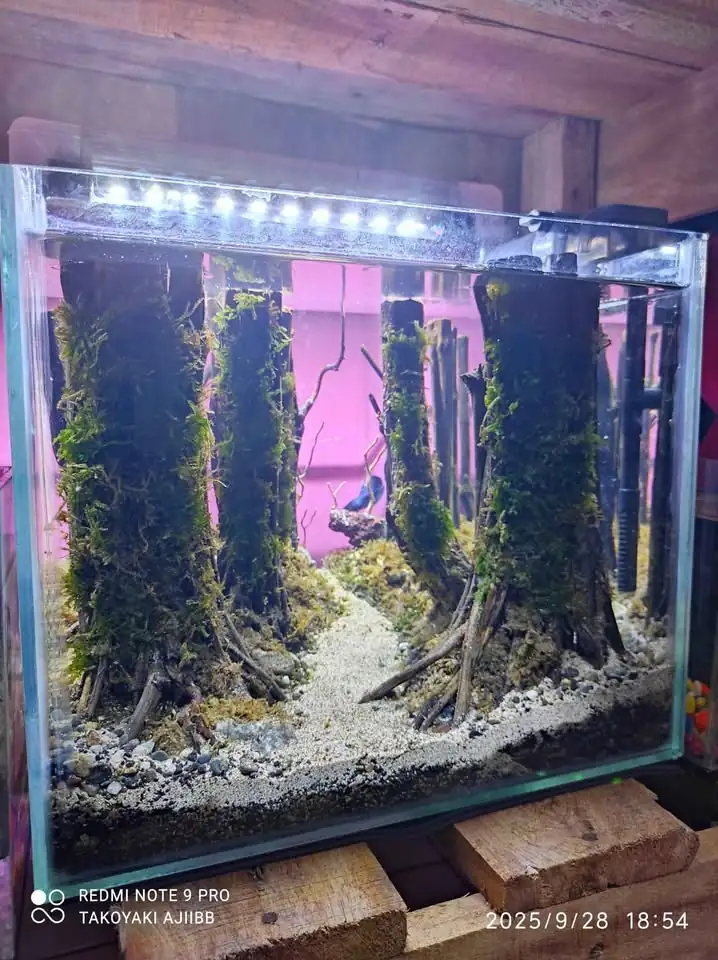 Aquascape tema hutan fullset