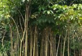 Dijual ‼️ Bibit Pohon Tabebuya dan Tanaman Hias lainya