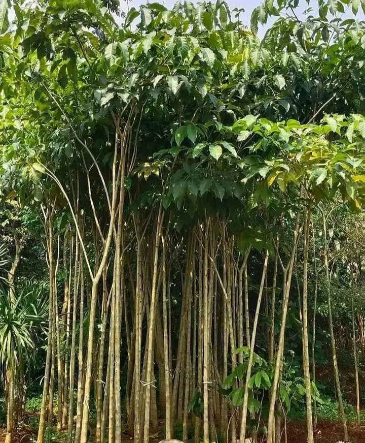 Dijual ‼️ Bibit Pohon Tabebuya dan Tanaman Hias lainya
