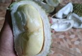 Durian lokal