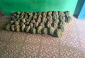 Durian lokal
