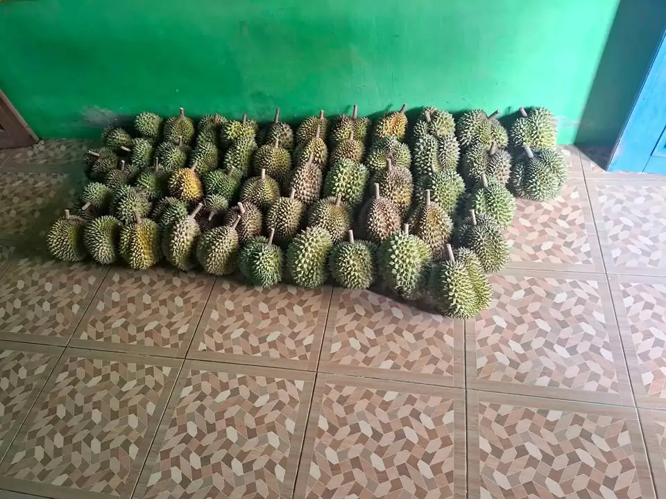 Durian lokal