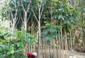 Dijual ‼️ Bibit Pohon Tabebuya dan Tanaman Hias lainya