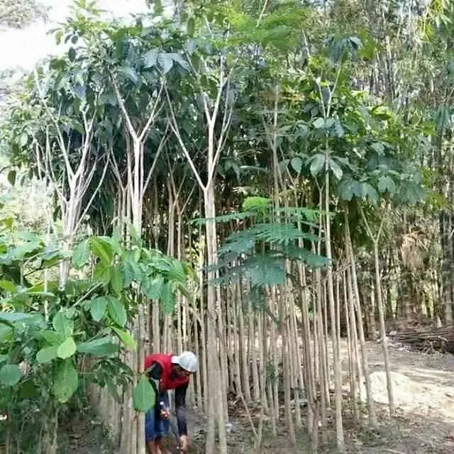 Dijual ‼️ Bibit Pohon Tabebuya dan Tanaman Hias lainya