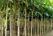 Dijual ‼️ Bibit Pohon Tabebuya dan Tanaman Hias lainya