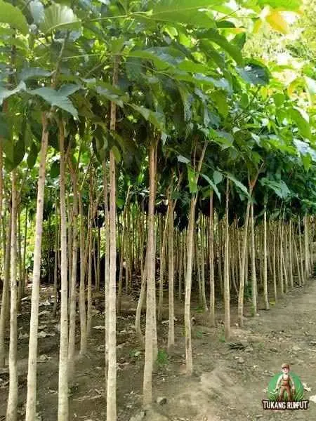 Dijual ‼️ Bibit Pohon Tabebuya dan Tanaman Hias lainya