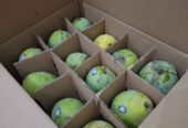 Mangga alpukat 1 karton isi 5kg