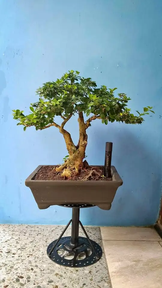 Bonsai Sisir tinggi ±32 cm