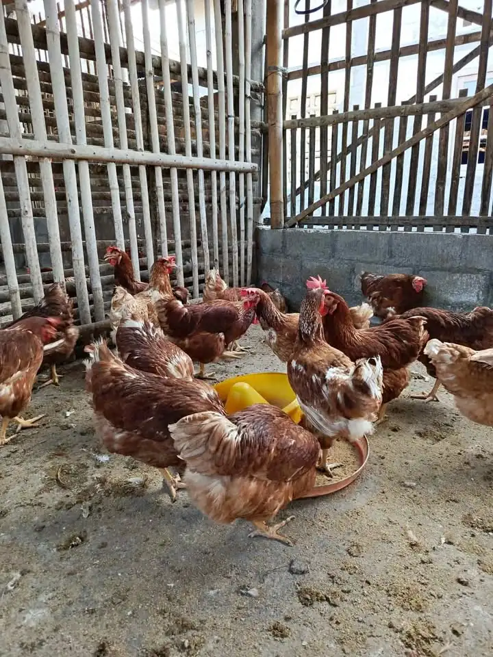 Ayam Petelur siap produksi